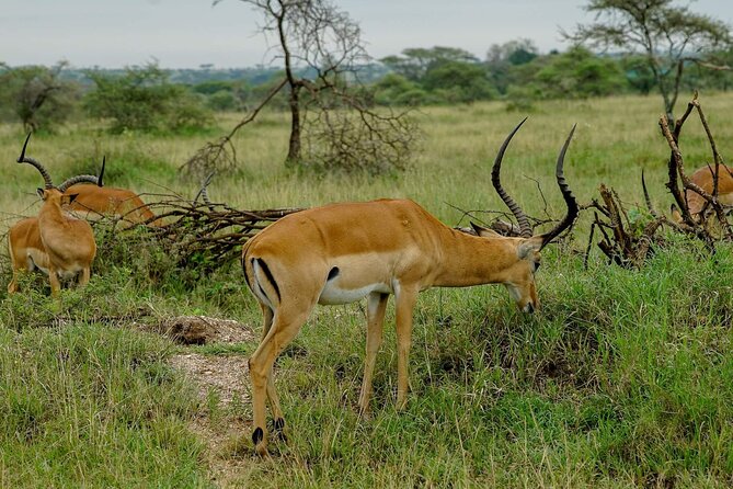 5 Days Tanzania Safari - Migration and Big 5 Safaris - Day 4: Olduvai Gorge and the Ngorongoro Crater