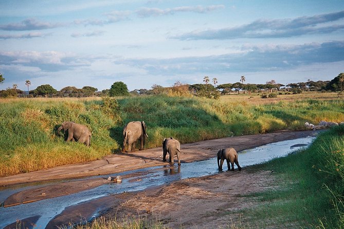 5 Days Tanzania Safari- Tarangire Np, Serengeti Np and Ngorongoro Crater - Starting in Arusha at 1,400 meters