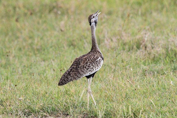 5 Days Tanzania Safari- Tarangire Np, Serengeti Np and Ngorongoro Crater - From Serengeti to the Ngorongoro highlands