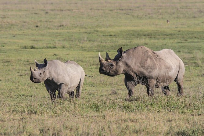 5 Days Tanzania Safari- Tarangire Np, Serengeti Np and Ngorongoro Crater - What happens to Tarangire and Lake Manyara?