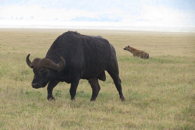 5 Days Tanzania Wildlife Safari Private Tour - Day 4: Elephants and baobabs in Tarangire National Park
