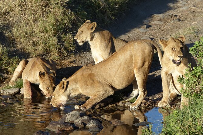 5 Days Tanzania Wildlife Safari Private Tour - Day 5: A simple finish in Arusha
