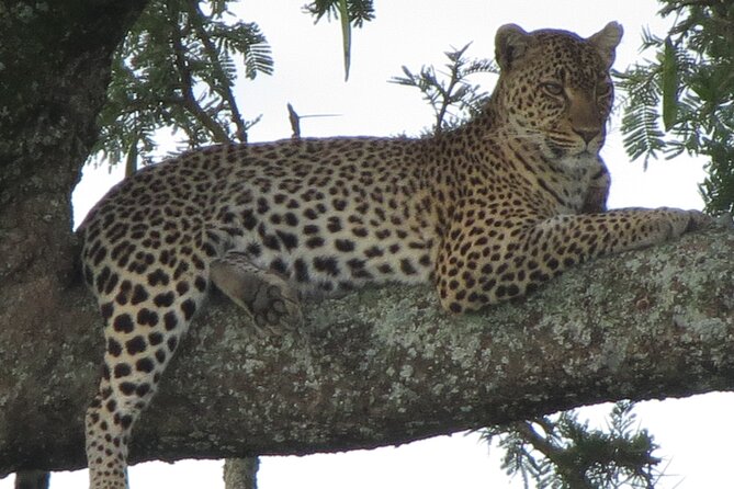5 Days Tanzania Wildlife Safari Private Tour - The private format and guide service
