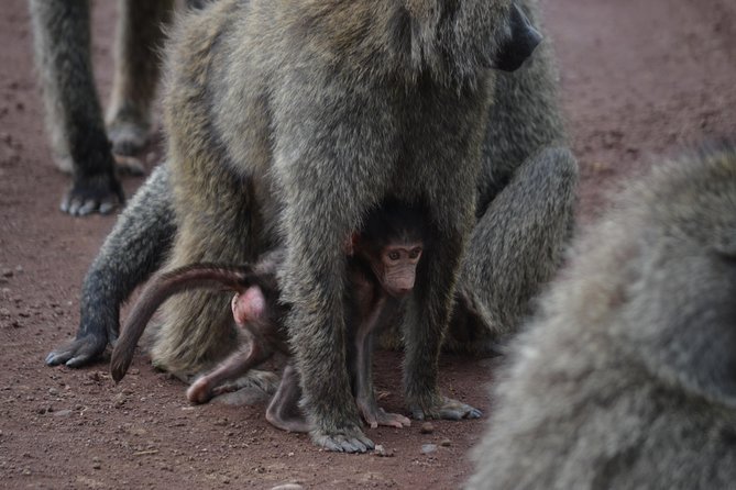 5 Days Tarangire ,Serengeti.Ngorongoro and Lake manyara - Why this route works for a first Tanzania safari