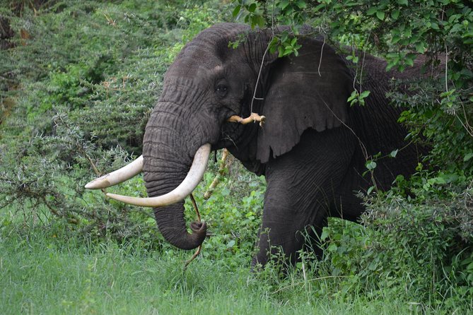 5 Days Tarangire ,Serengeti.Ngorongoro and Lake manyara - How good is the $1,270 value?