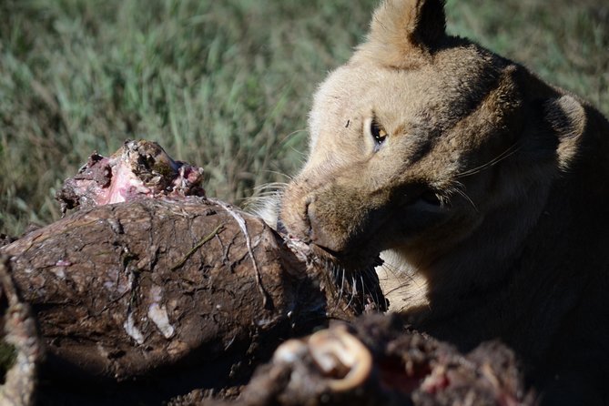 5 Days Tarangire ,Serengeti.Ngorongoro and Lake manyara - Day 1: elephants and baobabs in Tarangire