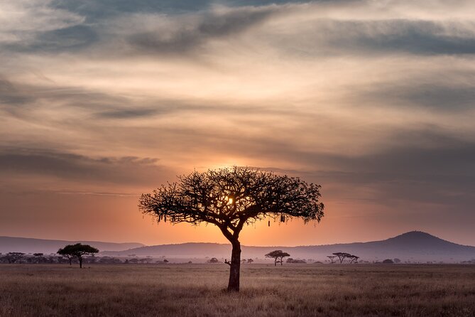 5-days Tarangire-Serengeti-Ngorongoro Safari - Day 3: A full Serengeti game-viewing day