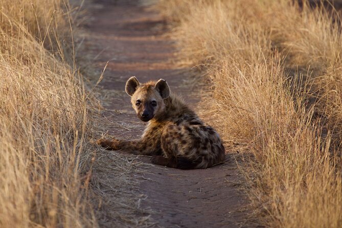 5-days Tarangire-Serengeti-Ngorongoro Safari - Day 4: Down into Ngorongoro Crater