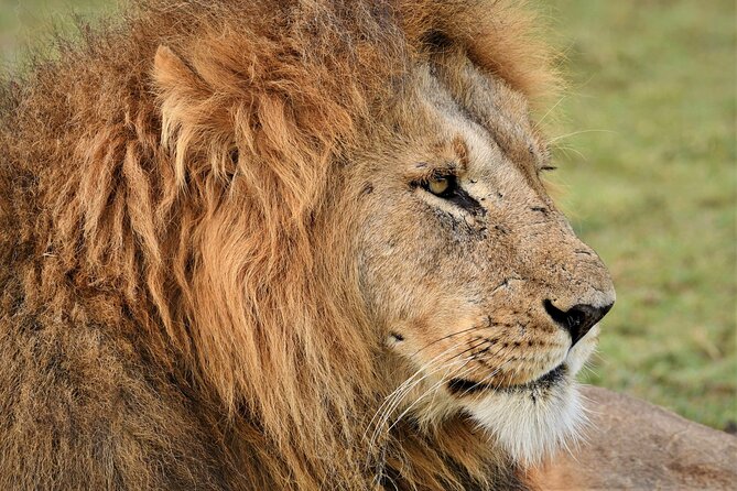 5-days Tarangire-Serengeti-Ngorongoro Safari - What the $2,116 price includes