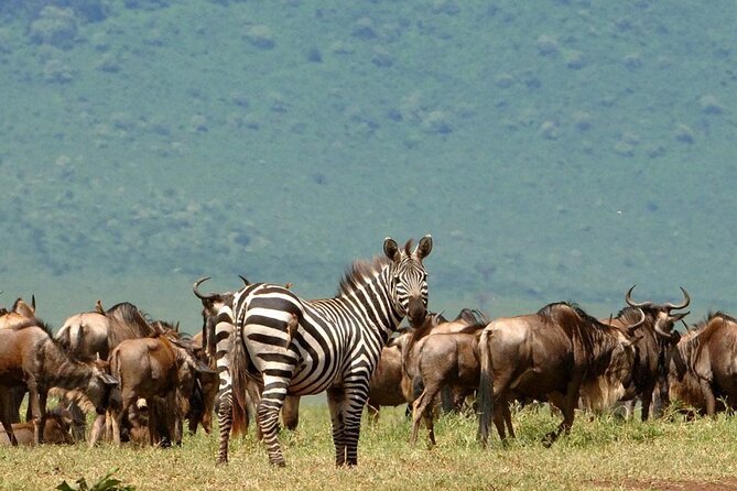5 Days Under Serengeti Skies Tour - Four parks in five days, with little wasted space