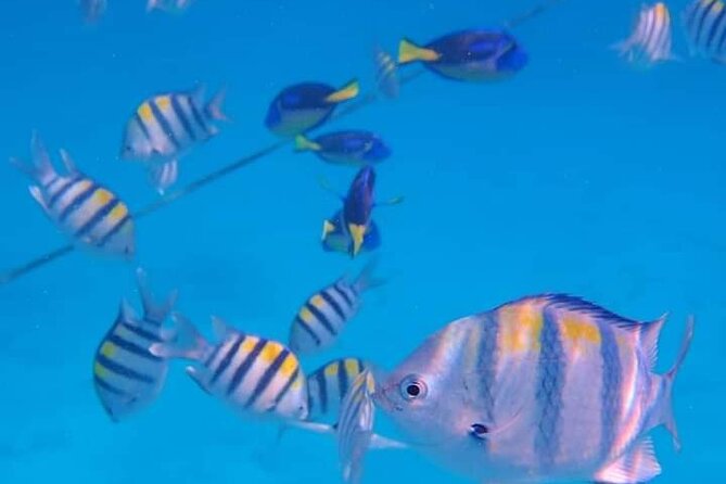 5-Hour Snorkeling, Swimming with Dolphins and Sea Turtles Aquarium - At a glance: the details that matter
