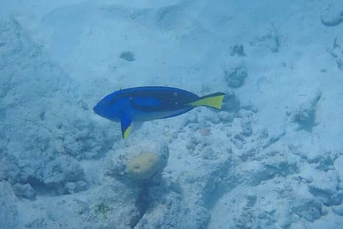 5-Hour Snorkeling, Swimming with Dolphins and Sea Turtles Aquarium - A short sandbank picnic with fruit and soft drinks