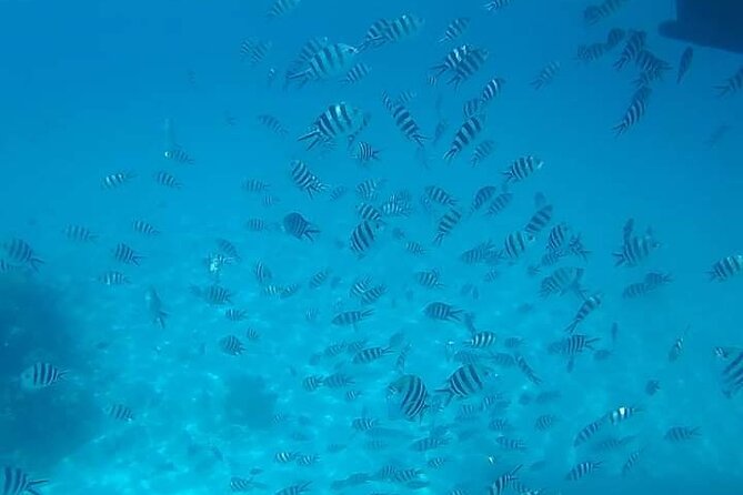 5-Hour Snorkeling, Swimming with Dolphins and Sea Turtles Aquarium - What the $60 price really covers