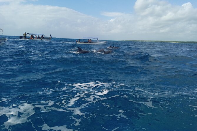5-Hour Snorkeling, Swimming with Dolphins and Sea Turtles Aquarium - Weather, comfort, and who should book