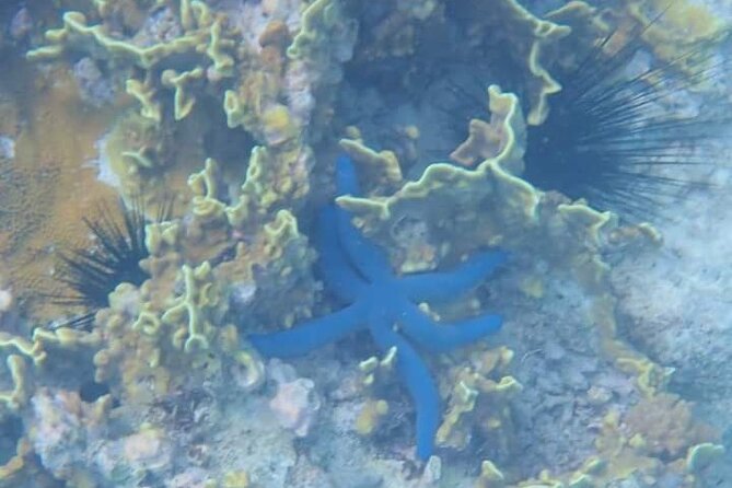 5-Hour Snorkeling, Swimming with Dolphins and Sea Turtles Aquarium - The boat ride to Mnemba Atoll