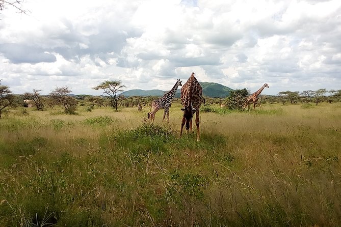 5Days Family _Group Tour Lodging Mid-Range in the Jungle - Day 2: From Karatu farmland to the Serengeti