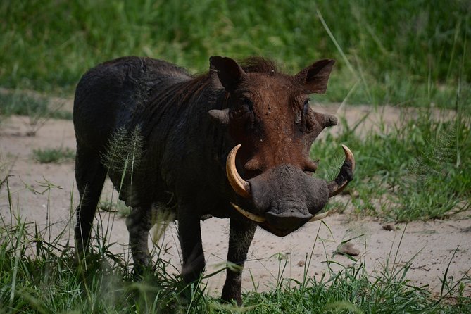 5days Tanzania Safari lodge and camping Serengeti, Tarangire & Ngorongoro Crater - A morning inside Ngorongoro Crater