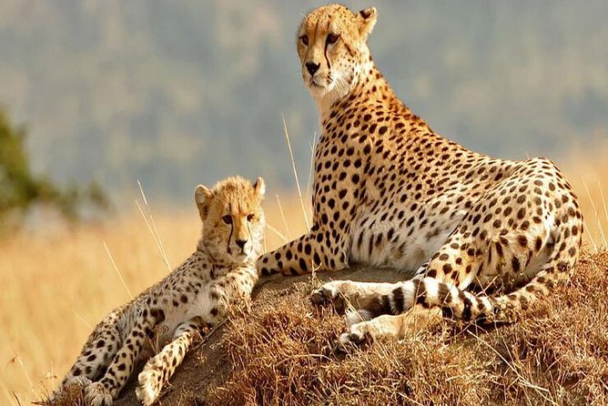 5days Tanzania Safari lodge and camping Serengeti, Tarangire & Ngorongoro Crater - Camping comfort and the practical tradeoffs