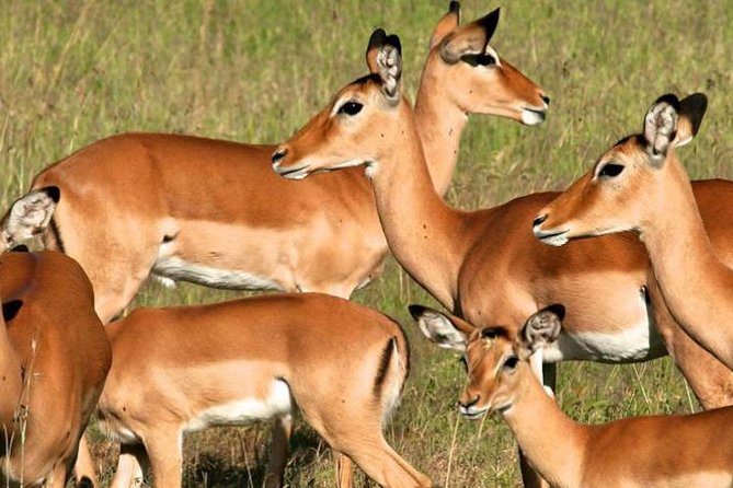 5days Tanzania Safari lodge and camping Serengeti, Tarangire & Ngorongoro Crater - Guides and service make the difference