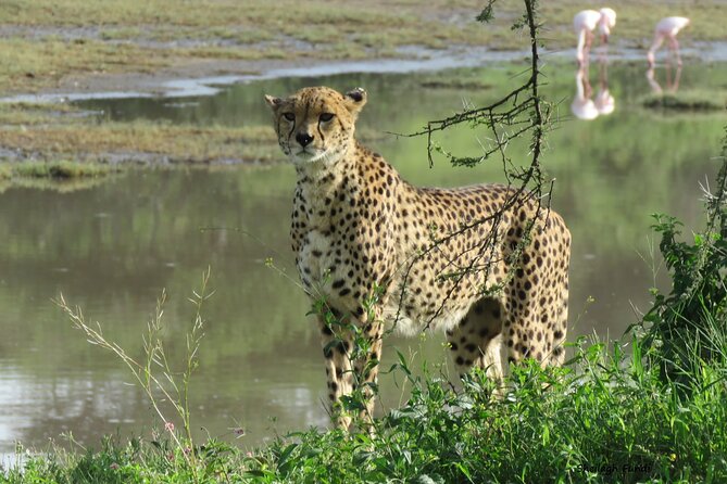 6- Day Adventure Lodge safari to see Migration - Day 6: Ngorongoro Crater and the return to Arusha