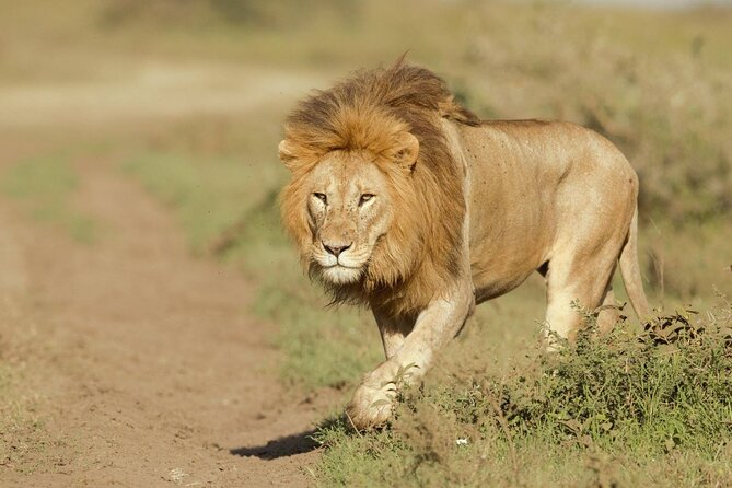 6- Day Adventure Lodge safari to see Migration - The $2,100 price and what it covers
