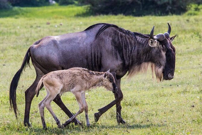 6- Day Adventure Lodge safari to see Migration - Day 1: Tarangire brings the first wildlife