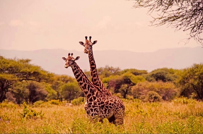6-Day Big Five Magic Safari Tour - Ngorongoro Crater and the Best Rhino Chance