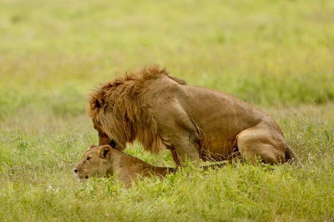 6-Day Big Five Magic Safari Tour - Lake Manyara’s Compact Final Game Drive