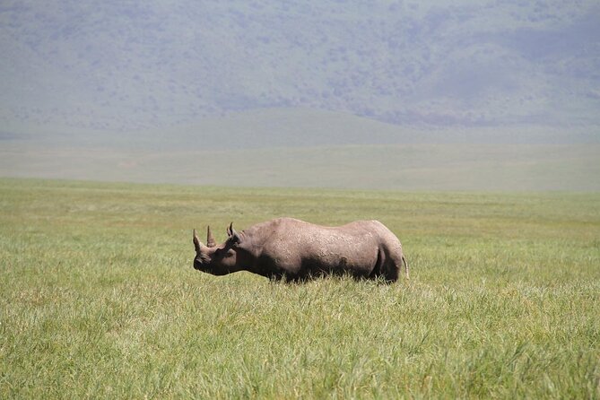 6-Day Big Five Magic Safari Tour - Practical Details Before You Book
