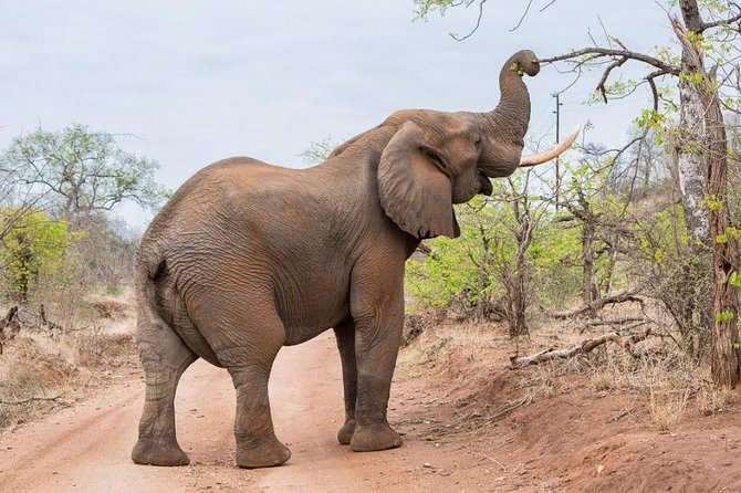 6-Day Budget Lodge Safari in Tanzania - Day 5: One more Serengeti drive, then Ngorongoro