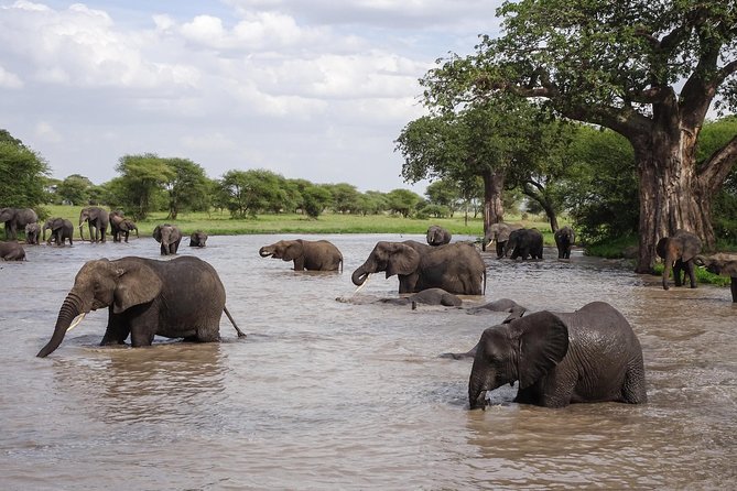 6-Day Budget Lodge Safari in Tanzania - Meals, comfort, and the budget label