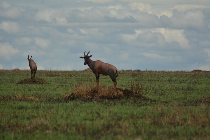 6-Day Essence of Serengeti & Ngorongoro Migration Safari - Key points to know before booking