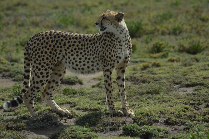 6-Day Essence of Serengeti & Ngorongoro Migration Safari - Day 1: Leaving Arusha for the Serengeti