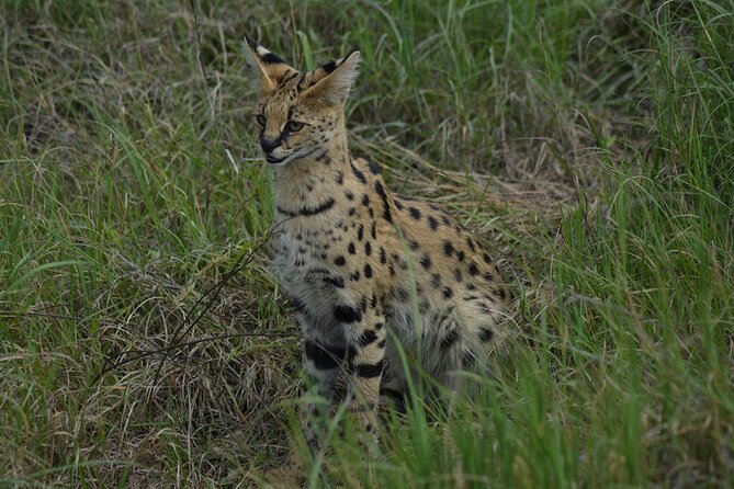 6-Day Essence of Serengeti & Ngorongoro Migration Safari - The Tarangire and Lake Manyara question