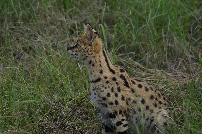 6-Day Essence of Serengeti & Ngorongoro Migration Safari - Day 2: Six to seven hours among the herds