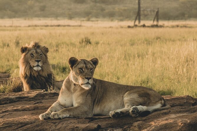 6 Day Group Camping Safari Tarangire Serengeti Ngorongoro Manyara - Day 3: Your best chance for a full Serengeti day