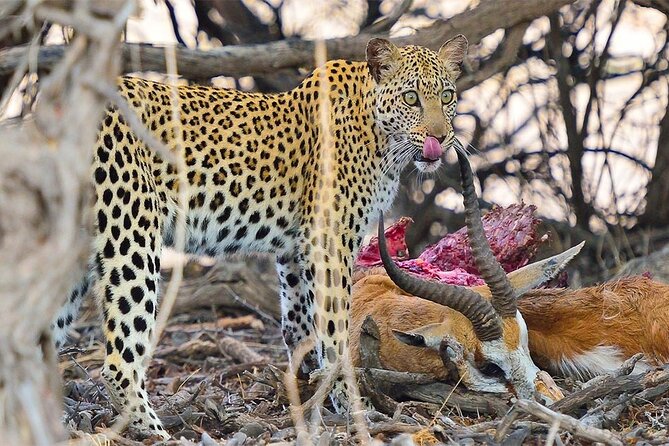 6 Day Group Camping Safari Tarangire Serengeti Ngorongoro Manyara - Day 4: From Serengeti to the Ngorongoro rim