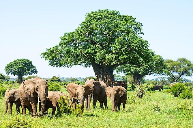 6 Day Group Camping Safari Tarangire Serengeti Ngorongoro Manyara - Day 2: The long road into Serengeti