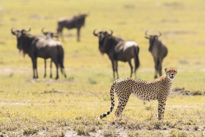 6-Day Honeymoon Safari Tour Package in Tanzania - Day three: crossing the highlands into the Serengeti