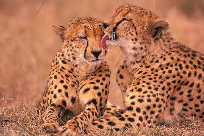 6-Day Honeymoon Safari Tour Package in Tanzania - What the private safari format really adds