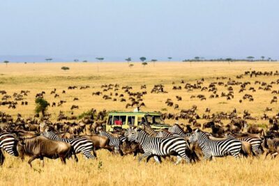 6 Day: Magnificent Wildlife Adventure