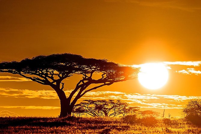 6 Day: Magnificent Wildlife Adventure - Day 4: Sunrise in Serengeti, then toward Ngorongoro
