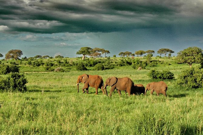 6 Day: Magnificent Wildlife Adventure - Day 5: Ngorongoro Crater’s concentrated wildlife
