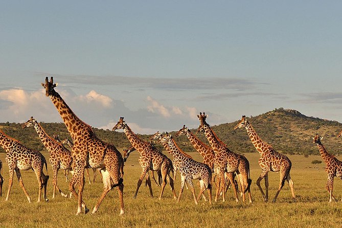 6 Day: Magnificent Wildlife Adventure - Day 6: Lake Manyara, and an itinerary detail to verify
