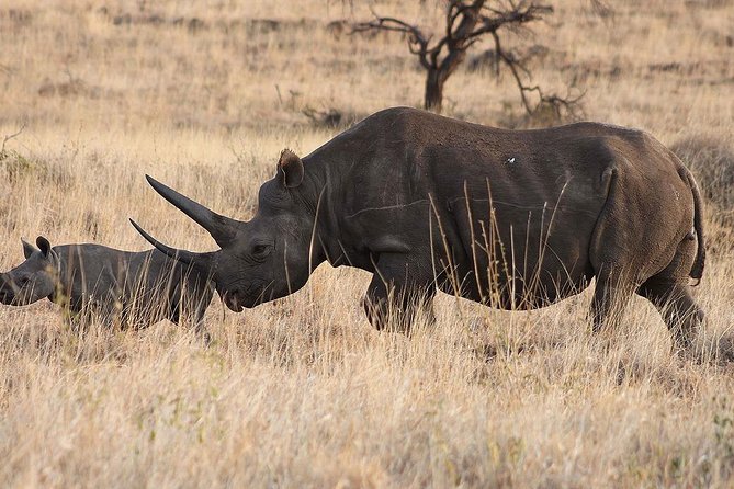 6 Day: Magnificent Wildlife Adventure - The 4x4, meals, and daily comfort