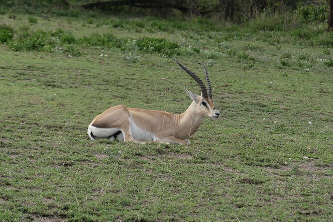 6-Day Northern Safari - A full Serengeti day gives the trip its best chance