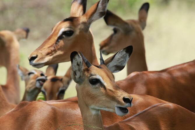 6-Day Northern Safari - A gentle final morning in Karatu