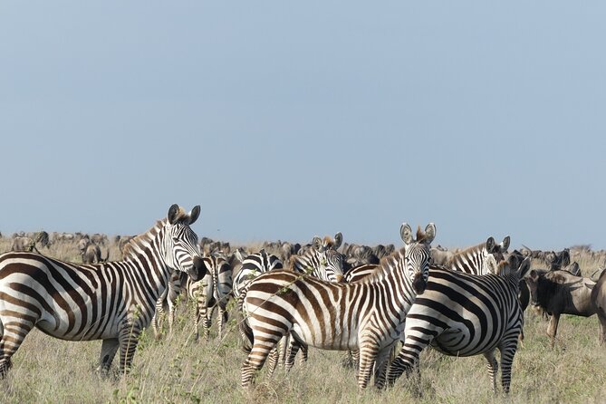 6-Day Northern Safari - Tarangire brings elephants and baobabs on day two