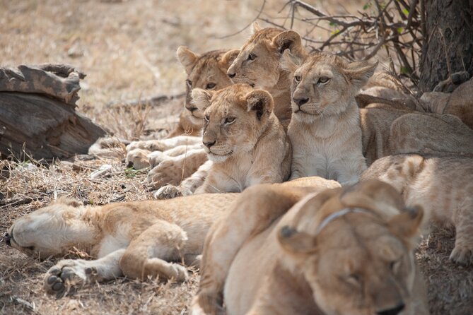 6-day Private Camping Safari Tour from Kilimanjaro Airport - Day 1: Elephants and baobabs in Tarangire