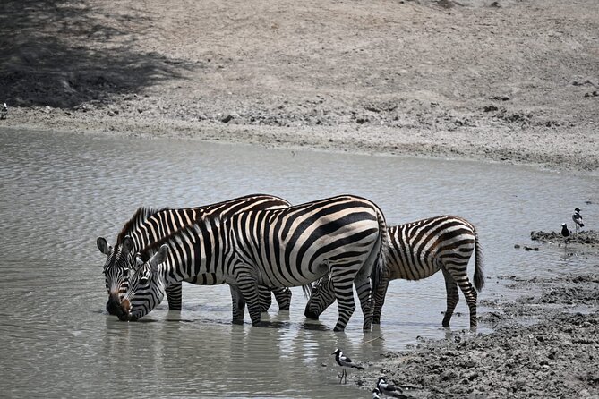 6-day Private Camping Safari Tour from Kilimanjaro Airport - Day 5: Leaving Serengeti for the Ngorongoro area